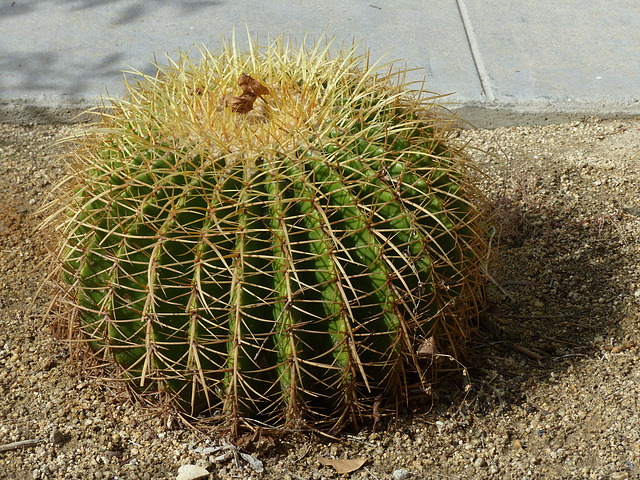 Barrel Cactus - 27 October 2016