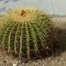 Barrel Cactus - 27 October 2016