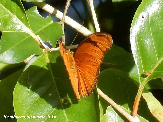 43 Dryas iulia fucatus (Flambeau)