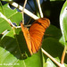 43 Dryas iulia fucatus (Flambeau)