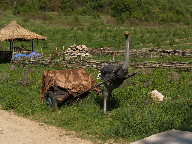 На страусиной ферме