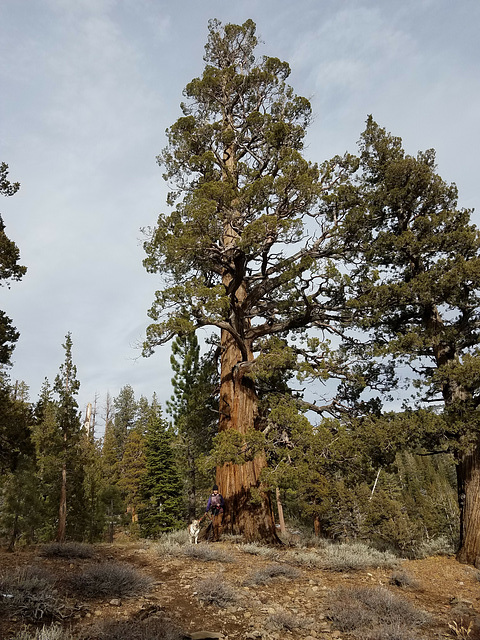 More Big Sierra Junipers