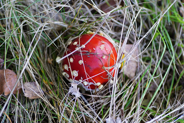 Zeit der Pilze (Amanita muscaria)