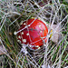 Zeit der Pilze (Amanita muscaria)