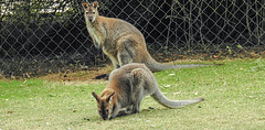 20190901 5537CPw [D~VR] Bennett-Känguru, Vogelpark Marlow