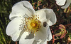 20200521 7661CPw [D~MI] Bibernell-Rose (Rosa spinosissima), Seidenhaariger Schnellkäfer (Prosternon tesselatum), Hille