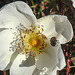 20200521 7661CPw [D~MI] Bibernell-Rose (Rosa spinosissima), Seidenhaariger Schnellkäfer (Prosternon tesselatum), Hille