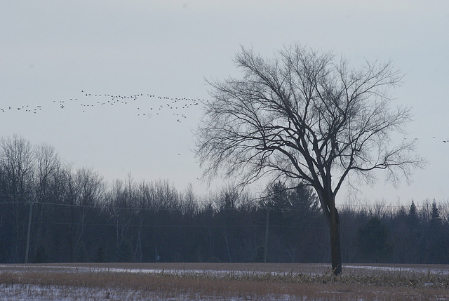 36/50 l'orme de M. Charbonneau, Mr. Charbonneau's elm tree