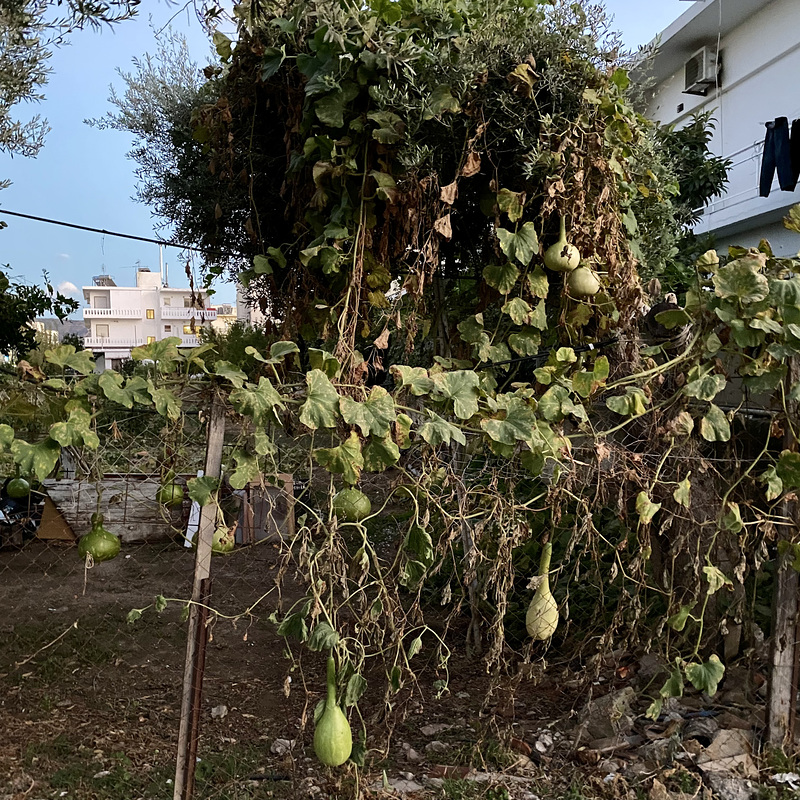 Chania 2021 – Alien eggs