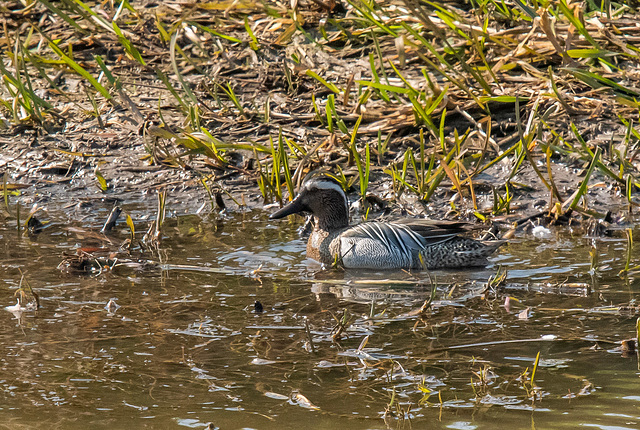Garganey