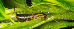 Der Gemeine Ohrwurm (Forficula auricularia) war in der Natur unterwegs :))  The common earwig (Forficula auricularia) was out and about in nature :))  Le perce-oreille commun (Forficula auricularia) était en déplacement dans la nature :))