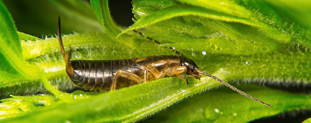 Der Gemeine Ohrwurm (Forficula auricularia) war in der Natur unterwegs :))  The common earwig (Forficula auricularia) was out and about in nature :))  Le perce-oreille commun (Forficula auricularia) é