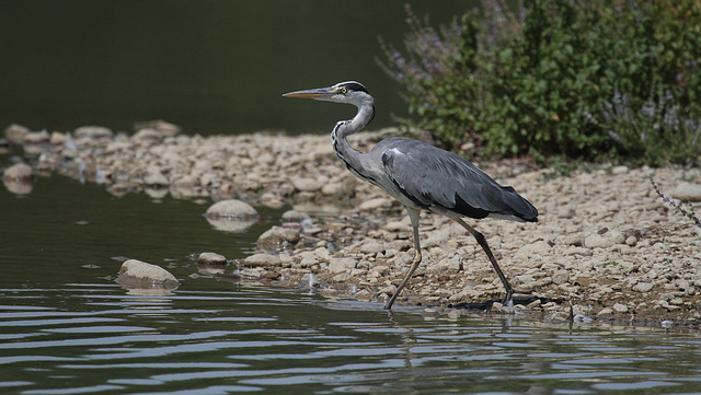 Ardea cinerea