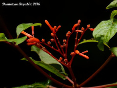 44 Flowering Shrub By the Track