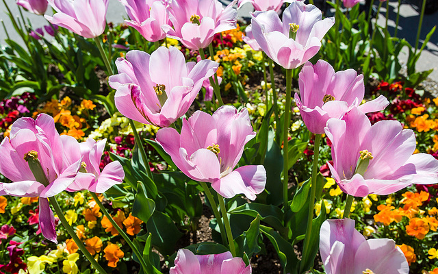 140505 fleurs Vevey