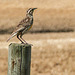 Western Meadowlark / Sturnella neglecta