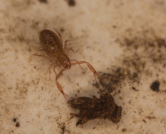 PseudoscorpionIMG 9483