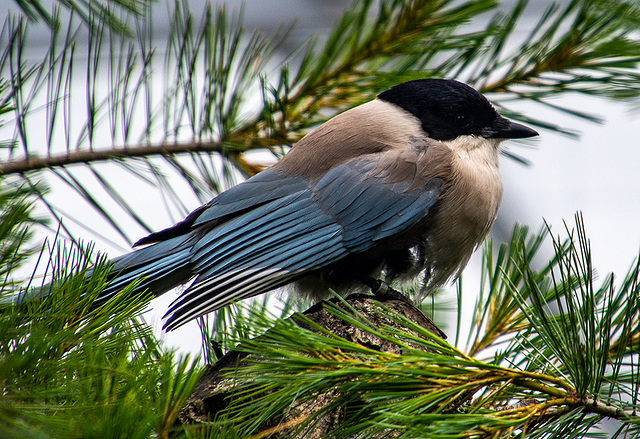 ipernity: Azure winged magpie - by Maeluk