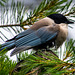 Azure winged magpie