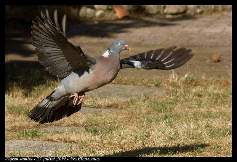 DSC06168 - Pigeon ramier