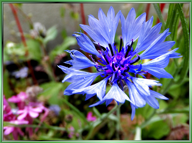 Kornblumen-Blau... ©UdoSm