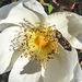 20200521 7662CPw [D~MI] Bibernell-Rose (Rosa spinosissima), Seidenhaariger Schnellkäfer (Prosternon tesselatum), Hille