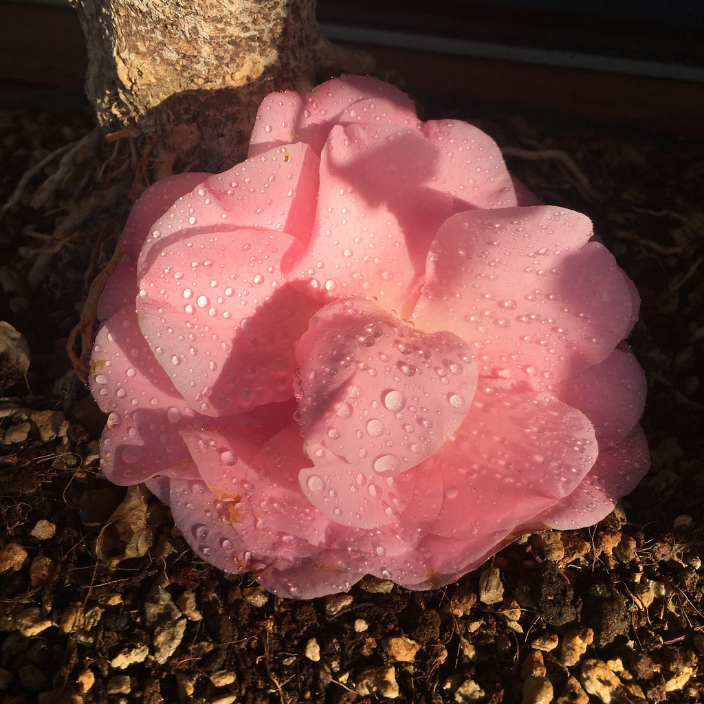 A fallen camelia flower.