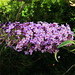 Buddleia