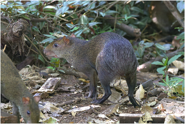 EF7A1853-topaz-denoiseraw-sharpen -1agouti