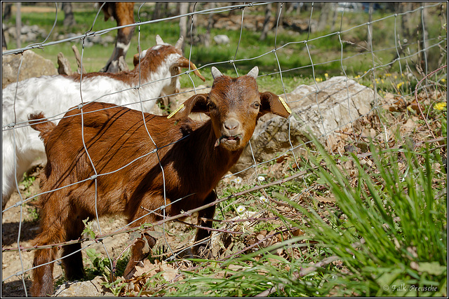 HFF - neugieriges Zicklein