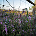 Silene colorata, Penedos, HFF IS NOW OPEN, WELCOME TO POST !
