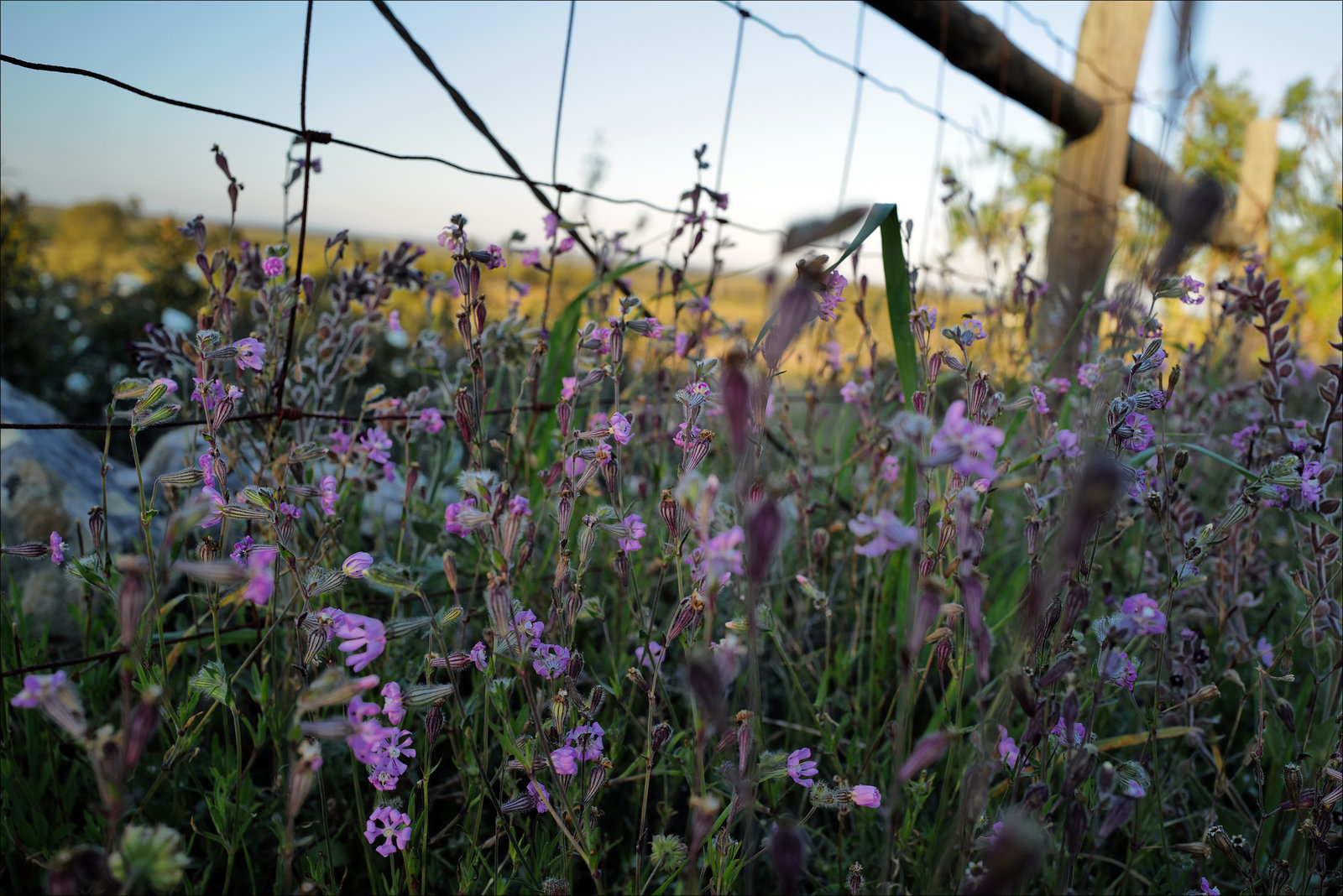 Silene colorata, Penedos, HFF IS NOW OPEN, WELCOME TO POST !