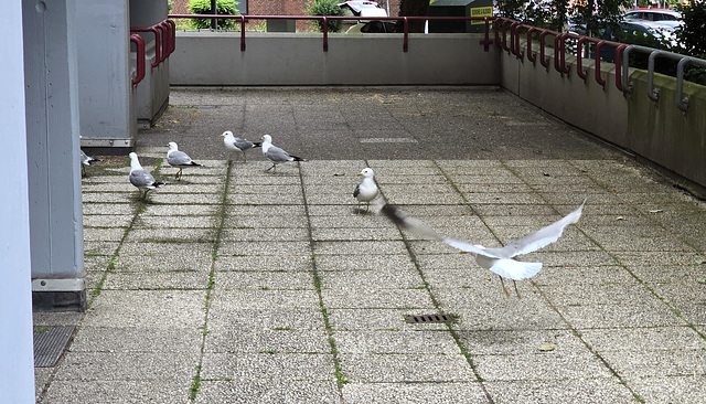 Angriff der Killermöwen
