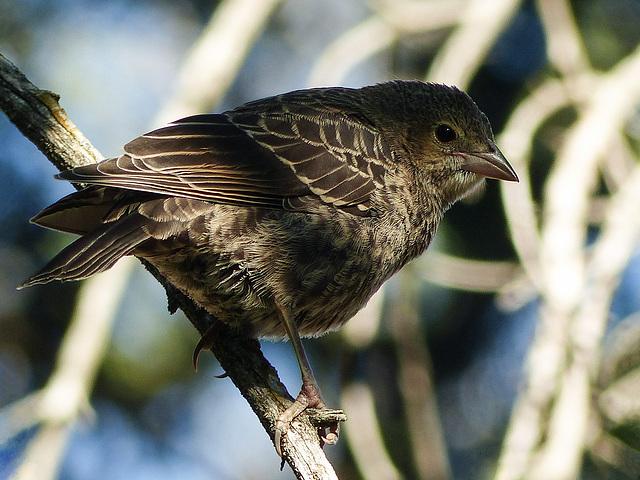 Brown-headed Cowbird juvenile