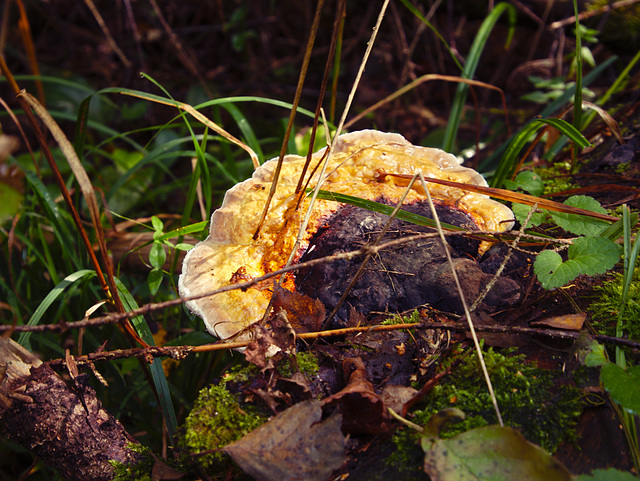 Białowieża