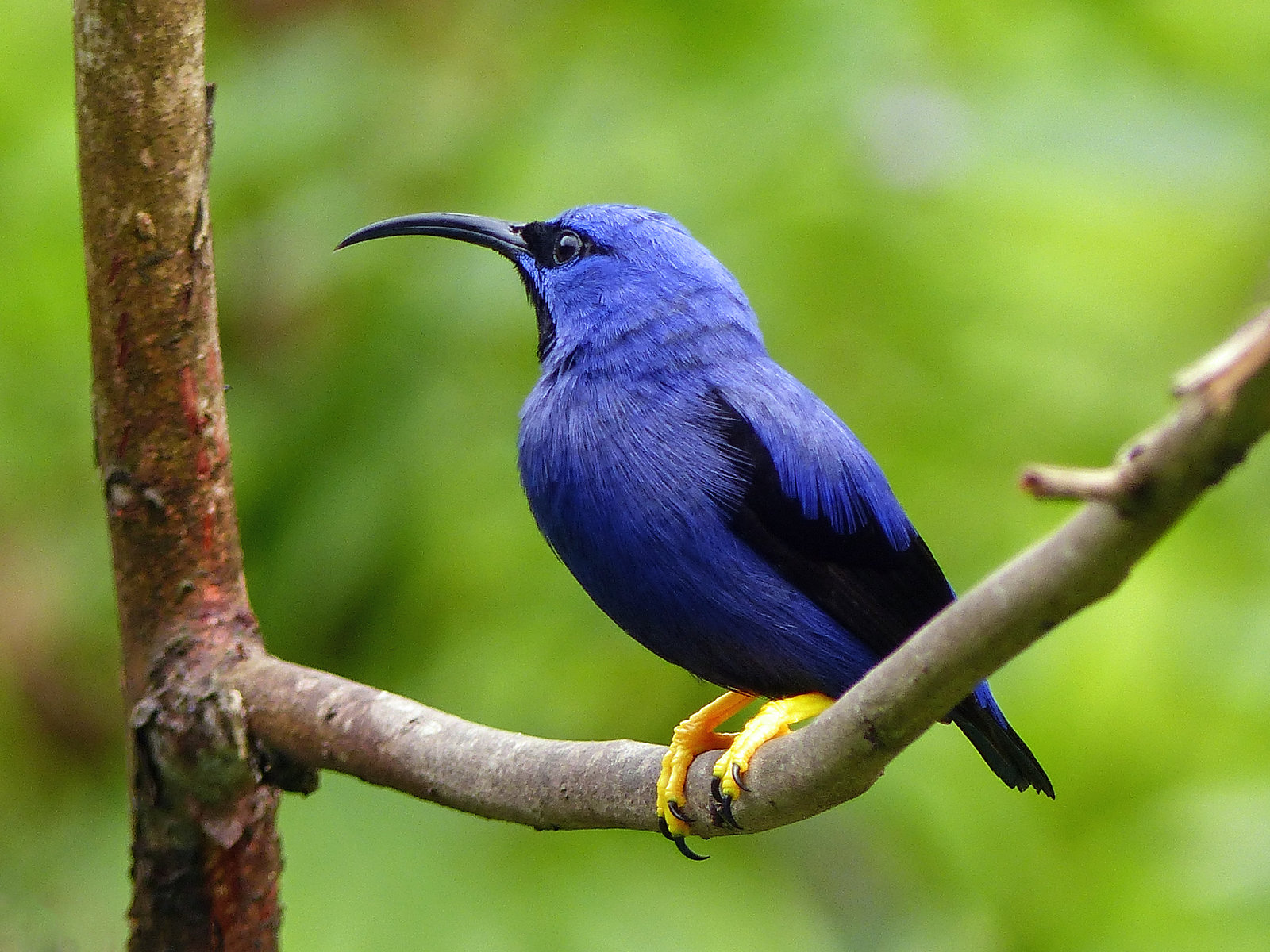 Purple Honeycreeper / Cyanerpes caeruleus, Asa Wright Nature Centre, Trinidad