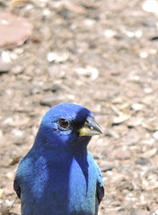 Indigo Buntings