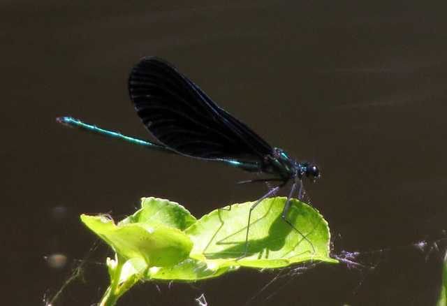 Ebony Jewelwing, Male