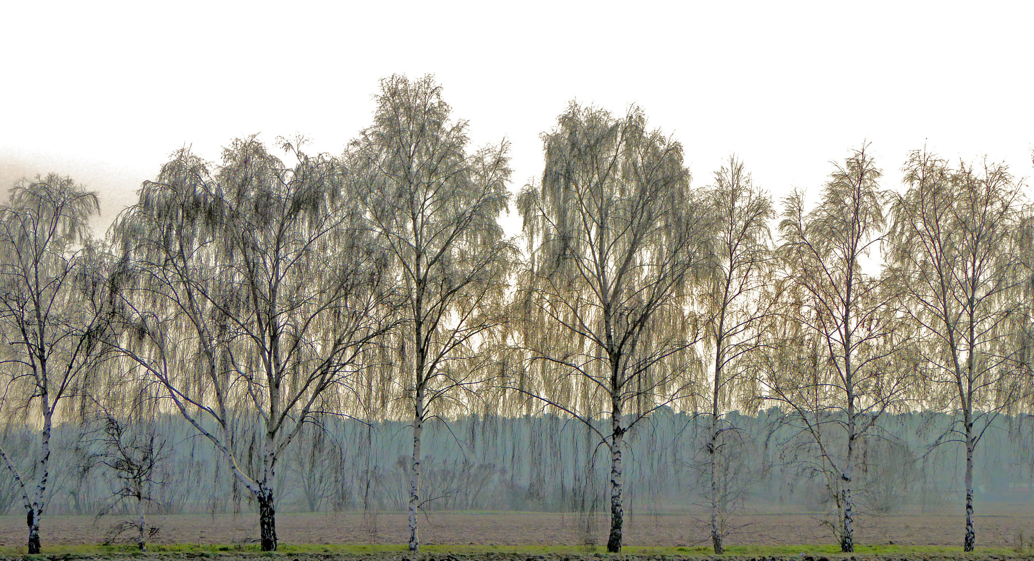 Birkenbäume im Januar