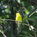 Yellow breasted chat - Icteria virens