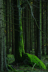 Fichten, Felsen, Buche