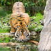 Tiger drinking 1