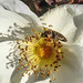 20200521 7663CPw [D~MI] Bibernell-Rose (Rosa spinosissima), Seidenhaariger Schnellkäfer (Prosternon tesselatum), Hille