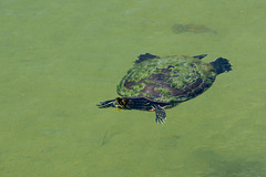 Dominican Republic, The Turtle