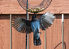 Steller's Jay 03