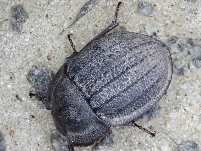 Darkling Beetle Darkling Beetle