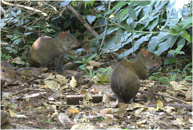 EF7A1857-topaz-denoiseraw -1agouti