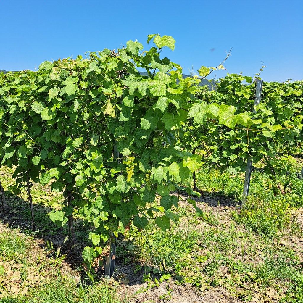 Weinrebe (Vitis vinifera)