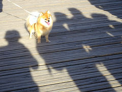 In the midle of shadows