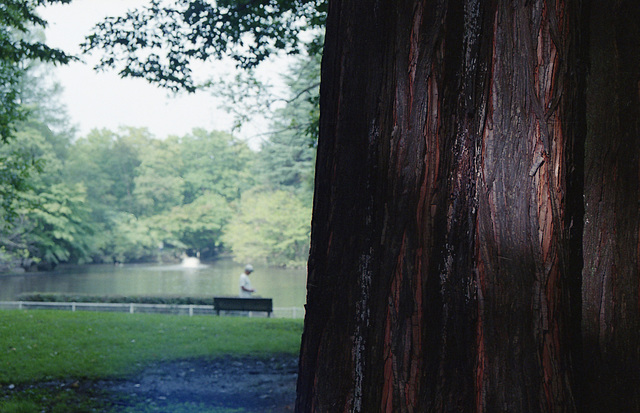 Tree trunk